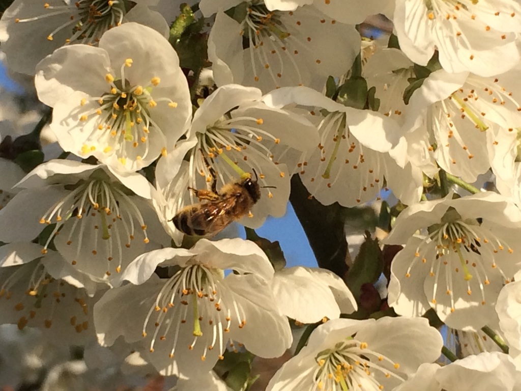 Die Welt der Honigbienen