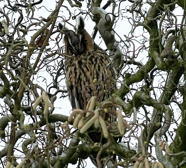 Vogelwanderung