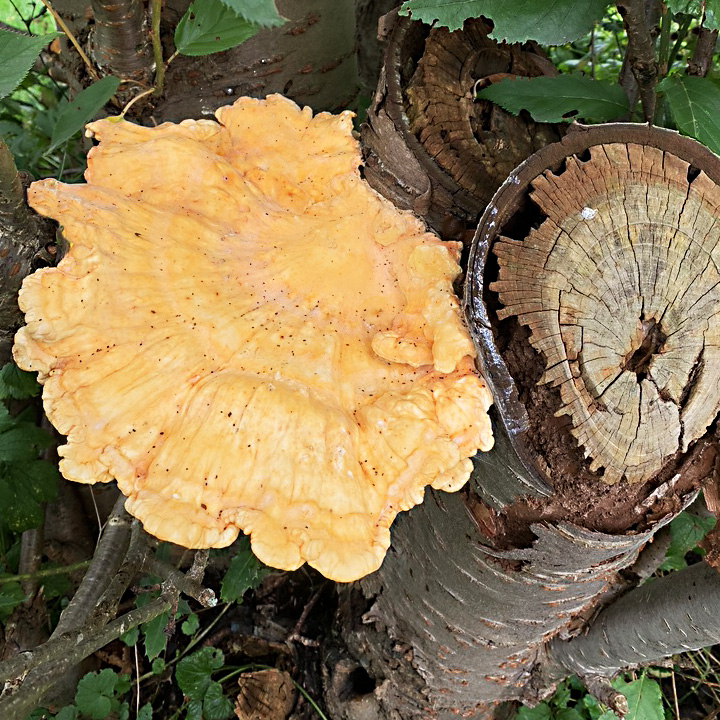 Pilzanzucht auf Holzstämmen