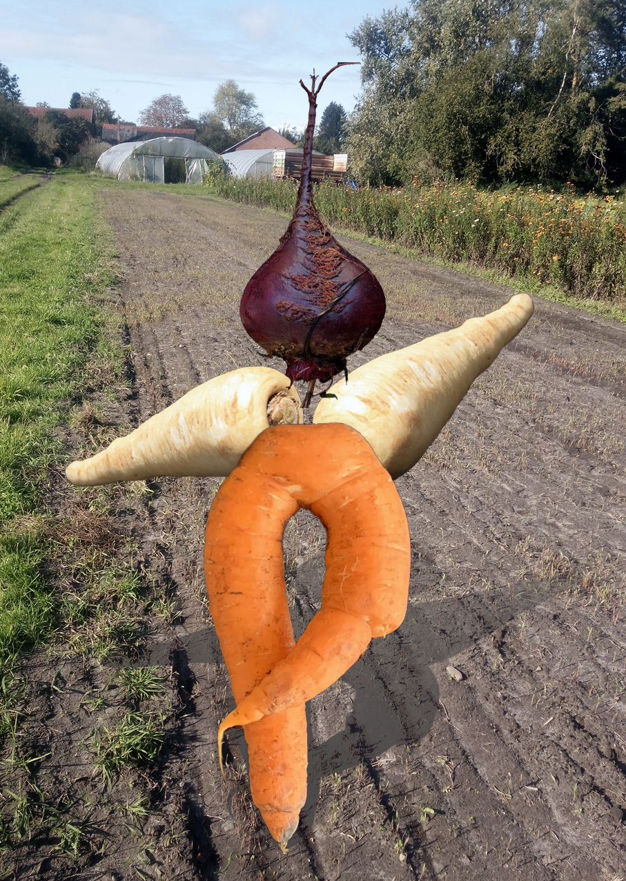 Mitmachtag Herbsternte
