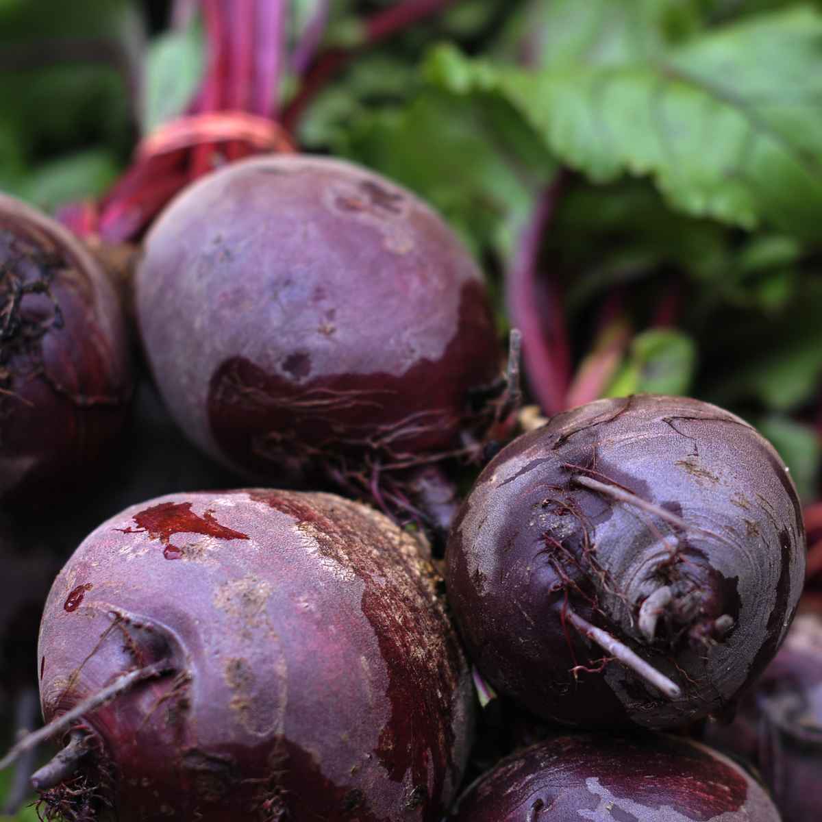 Mitmachtag im Spätsommer