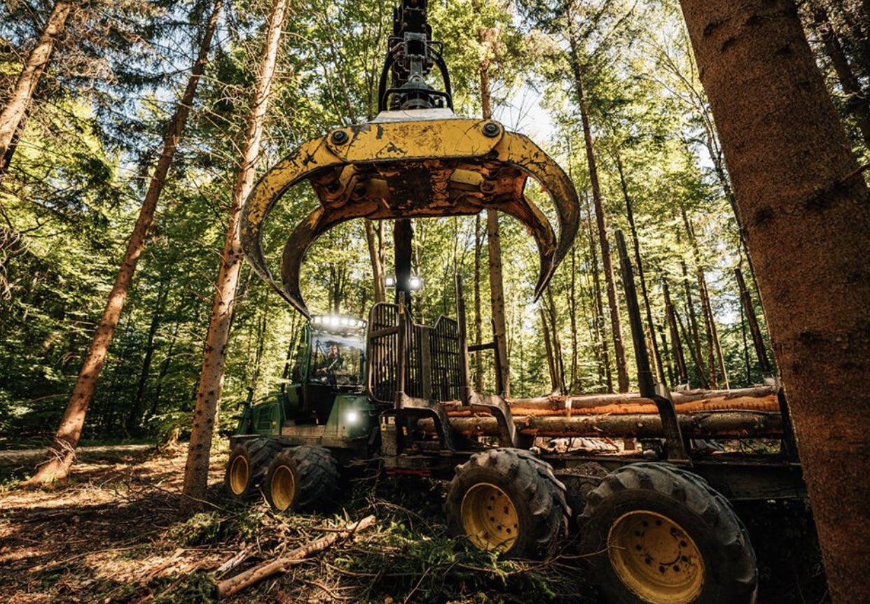 Waldspaziergang