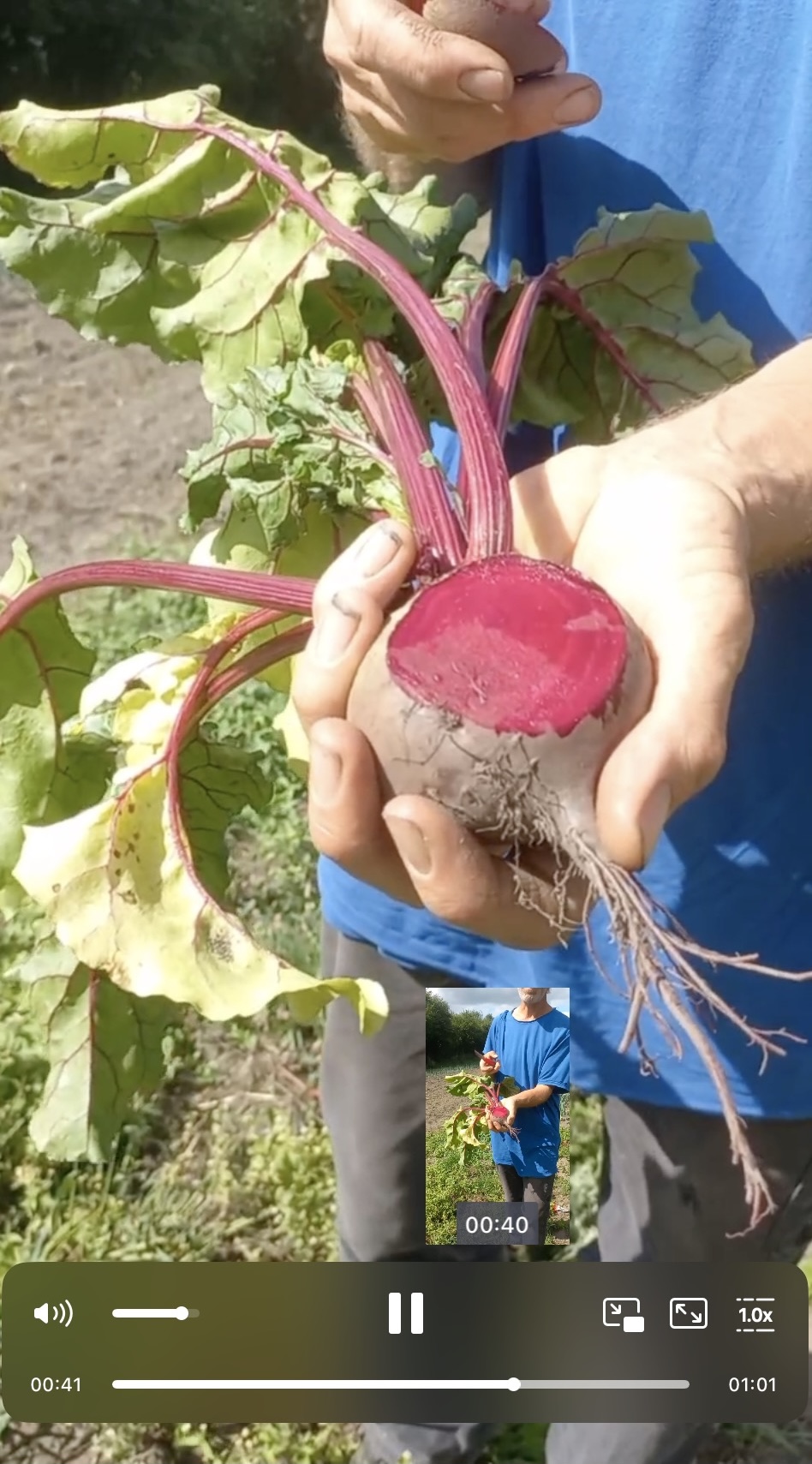 Rote Beete Sorte „Robuschka“
