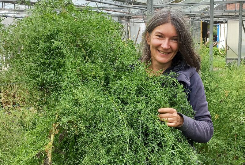Oxymel & Artemisia Annua