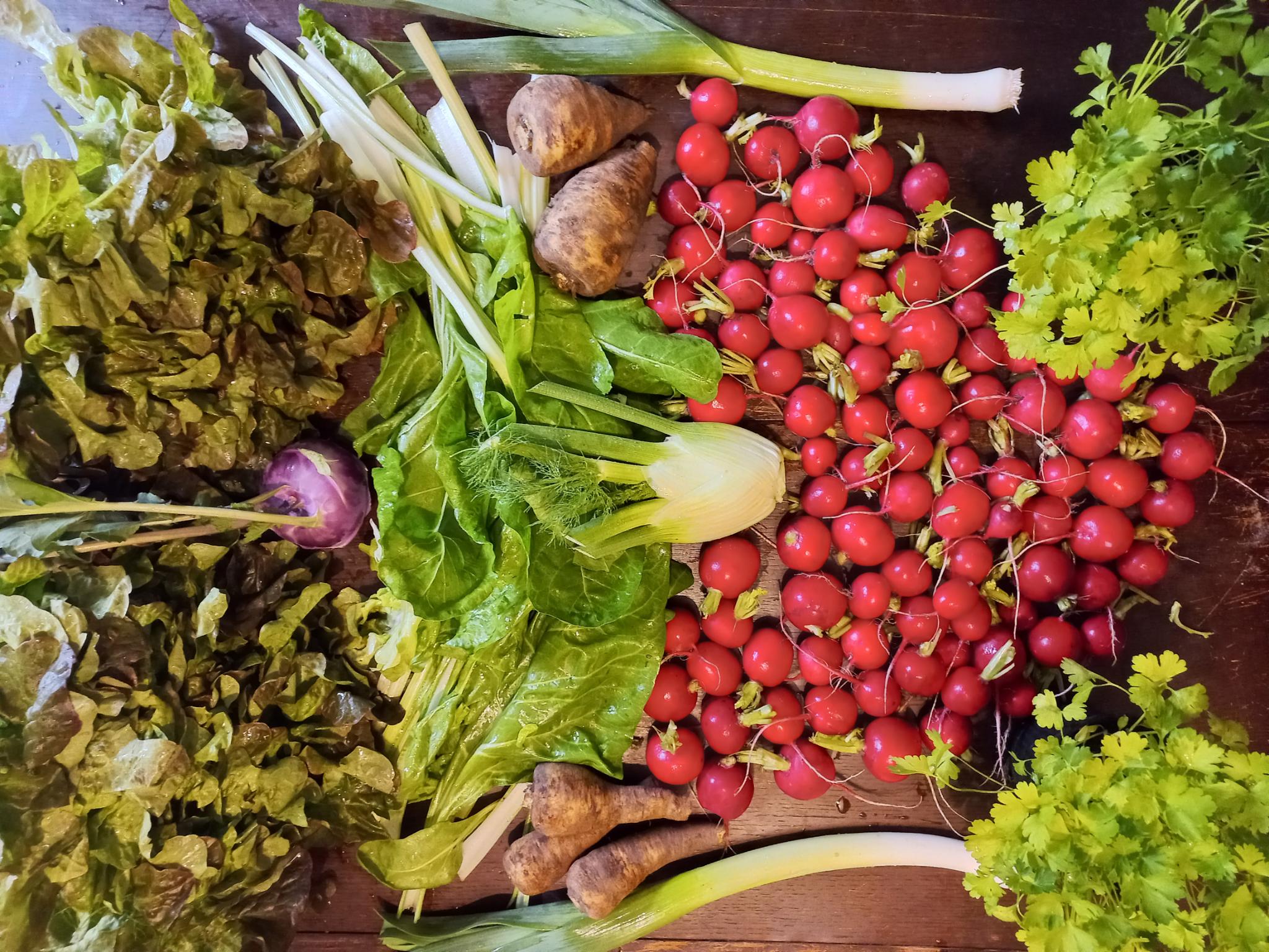 Unsere Aktuelle Ernte vom Gemüse